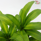 Dracaena Fragrans Yellow 15 cm (1pp) HW《铁树/巴西木》