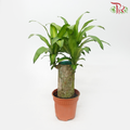 Dracaena Fragrans Yellow 15 cm (1pp) HW《铁树/巴西木》