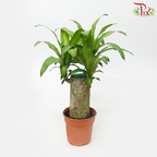 Dracaena Fragrans Yellow 15 cm (1pp) HW《铁树/巴西木》