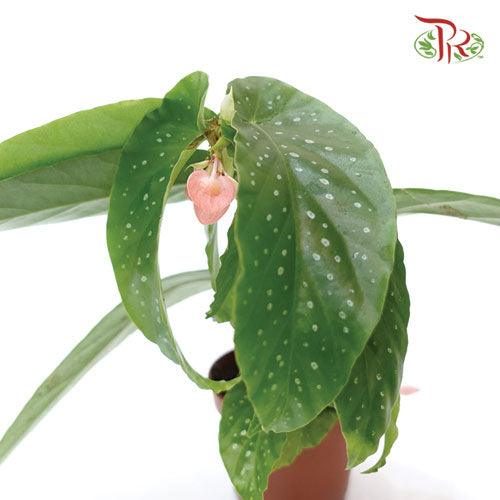 Begonia Albopicta - Pudu Ria Florist