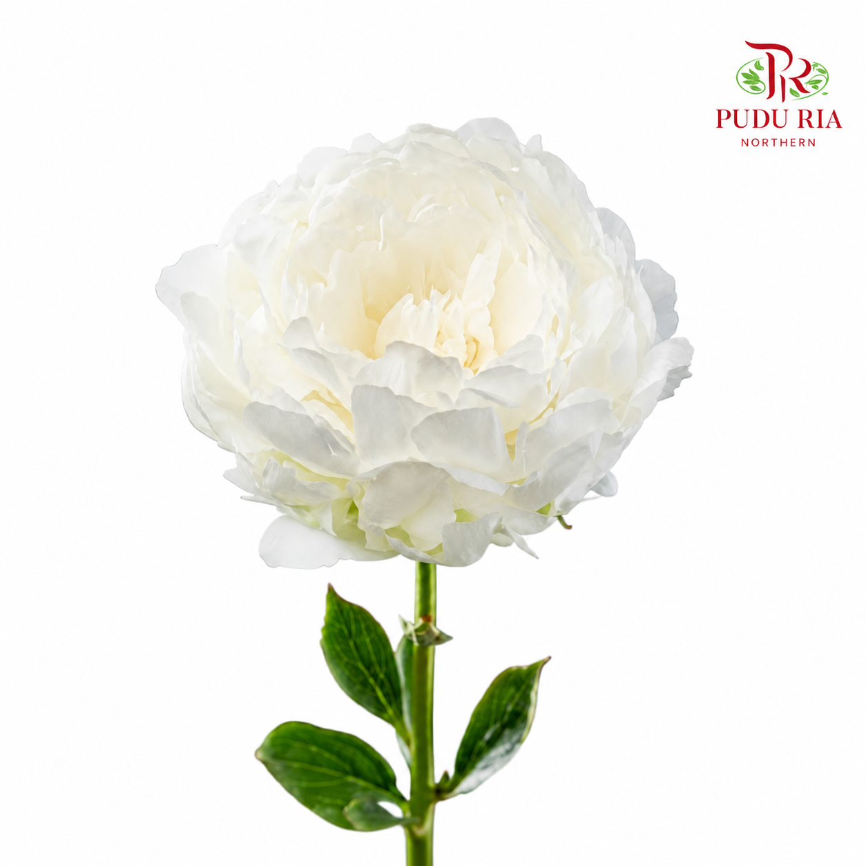 Peony ***Fragile (Small/ Medium Size)
