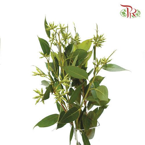 Eucalyptus Robusta - (Per Bunch) - Pudu Ria Florist