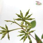 Eucalyptus Robusta - (Per Bunch) - Pudu Ria Florist