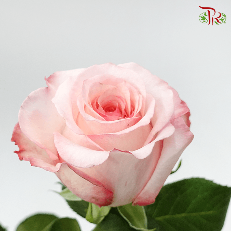 Garden Rose - Joyce (6 Stems) - Pudu Ria Florist