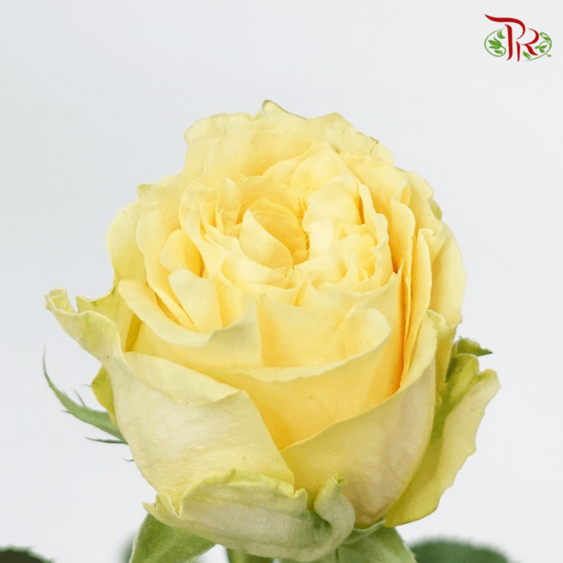 Garden Rose - Turtle (8 Stems) - Pudu Ria Florist