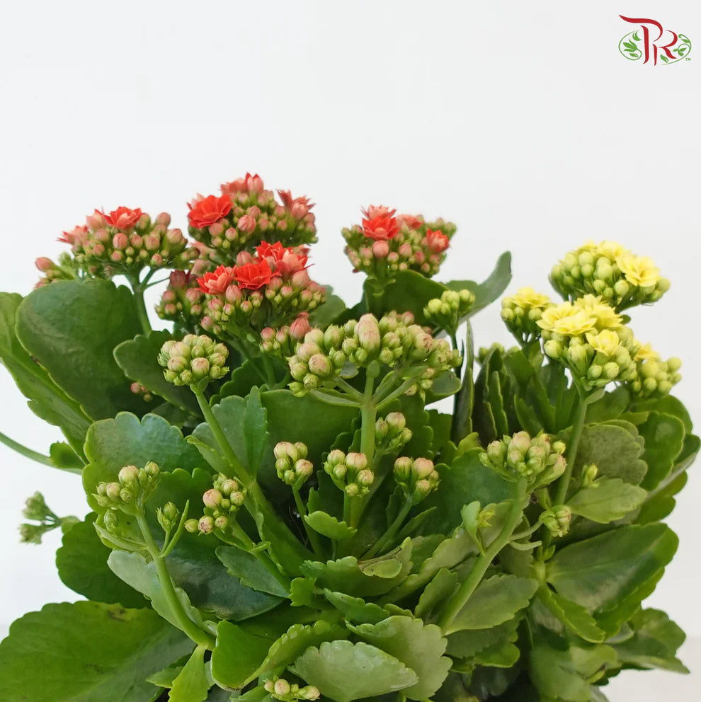 Kalanchoe Tricolour- P150《长寿花》(Random Choose Color) CHN
