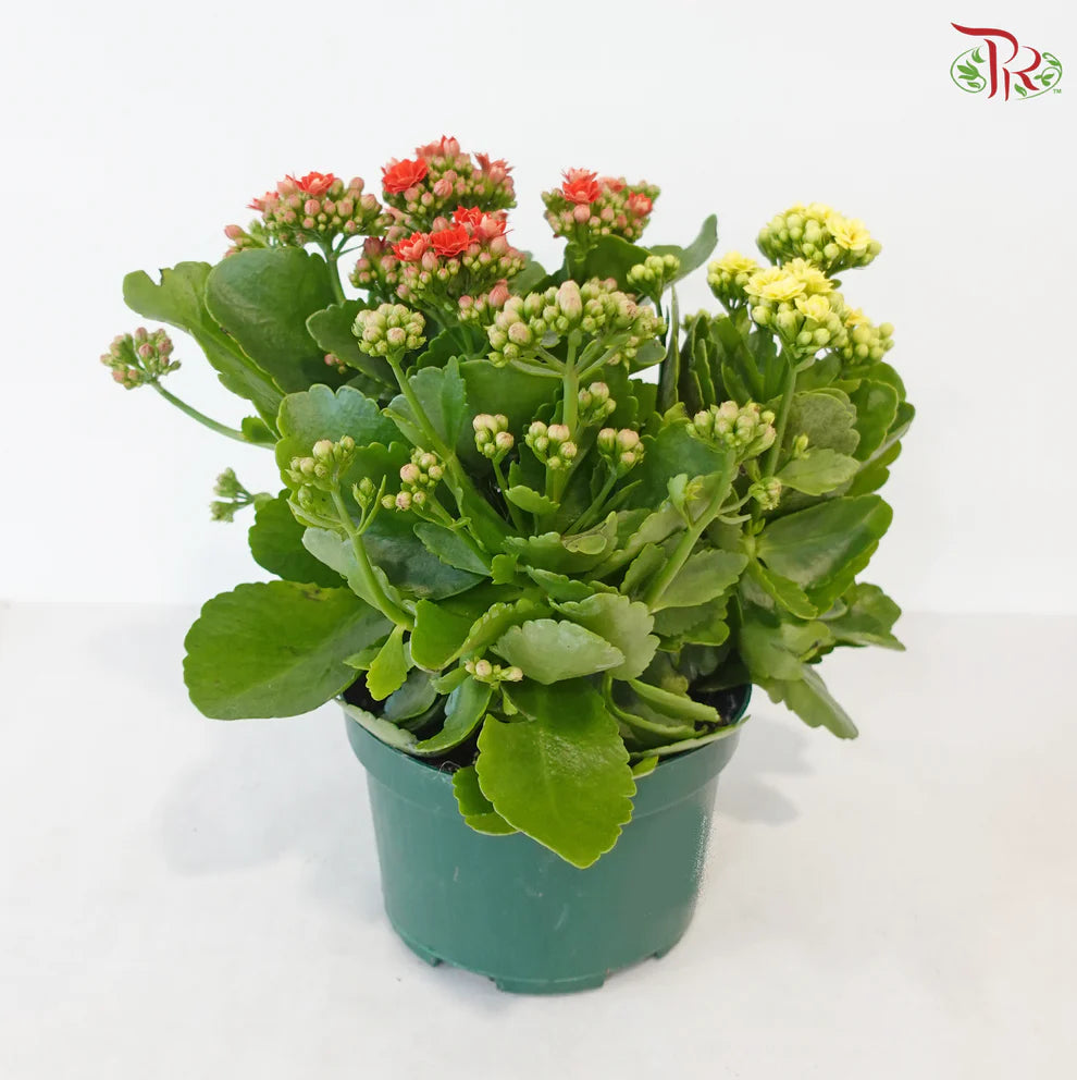 Kalanchoe Tricolour- P150《长寿花》(Random Choose Color) CHN