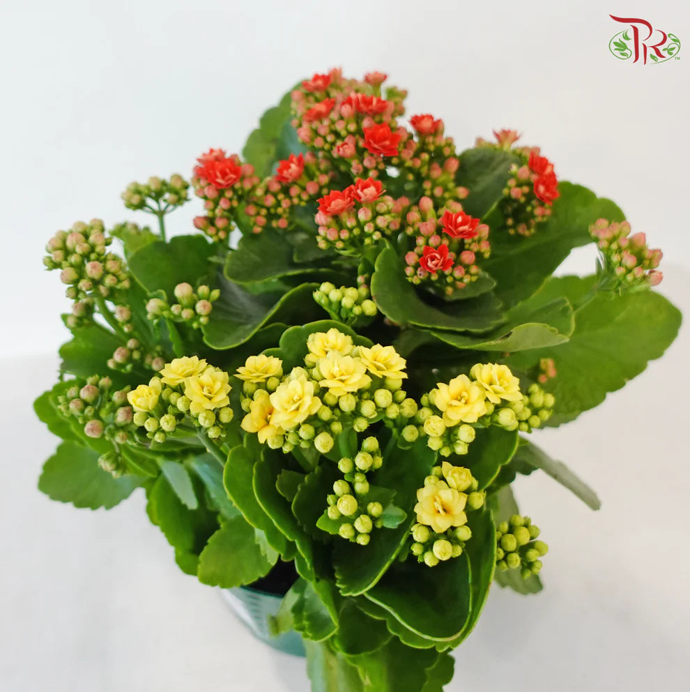 Kalanchoe Tricolour- P150《长寿花》(Random Choose Color) CHN