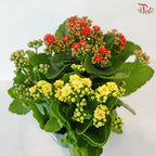 Kalanchoe Tricolour- P150《长寿花》(Random Choose Color) CHN