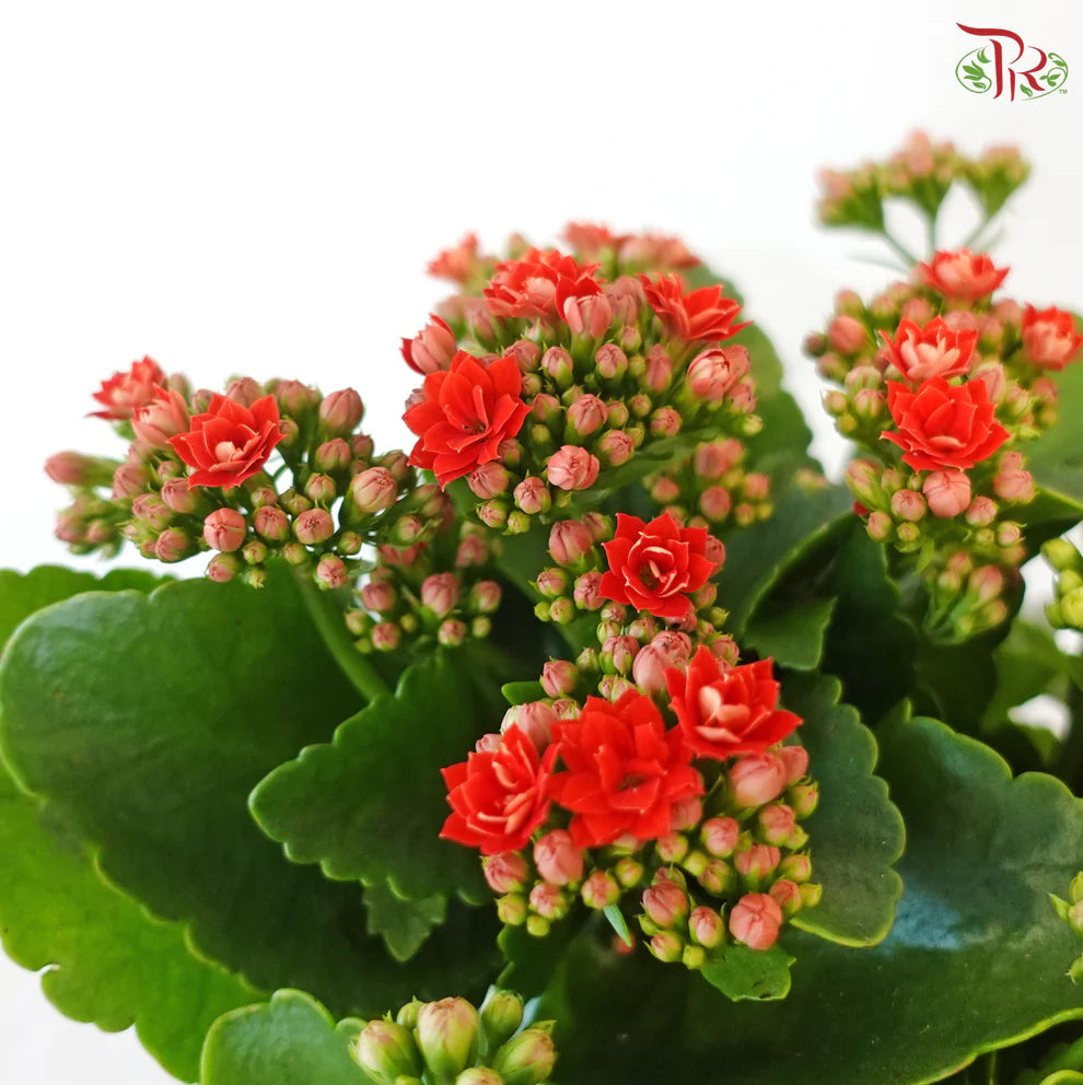 Kalanchoe Tricolour- P150《长寿花》(Random Choose Color) CHN