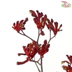Anigozanthos Kangaroo Paw