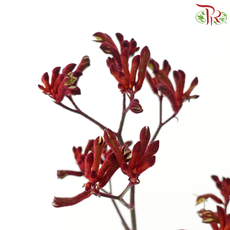 Anigozanthos Kangaroo Paw