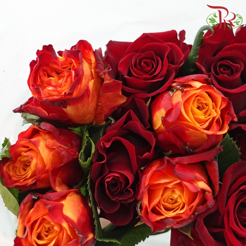 Rose Mixed