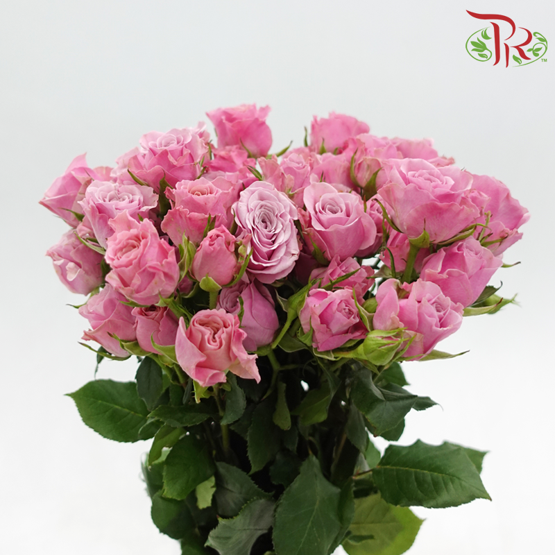 Rose Spray
