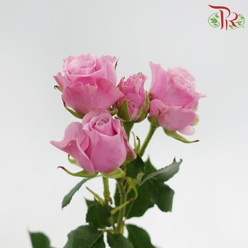 Rose Spray