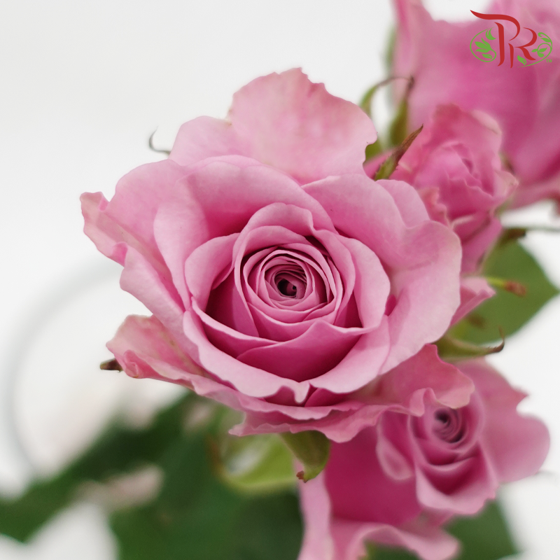 Rose Spray