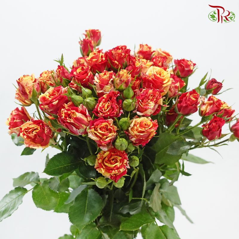 Rose Spray