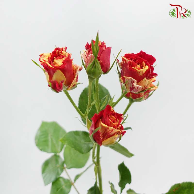 Rose Spray