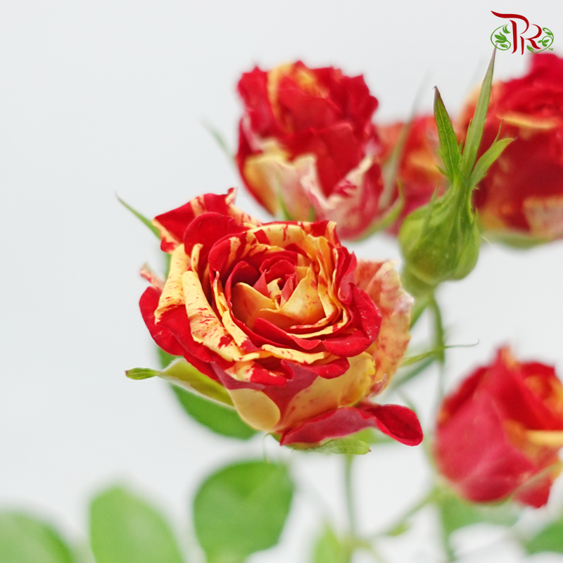 Rose Spray