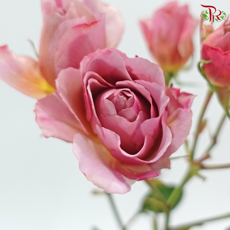 Rose Spray