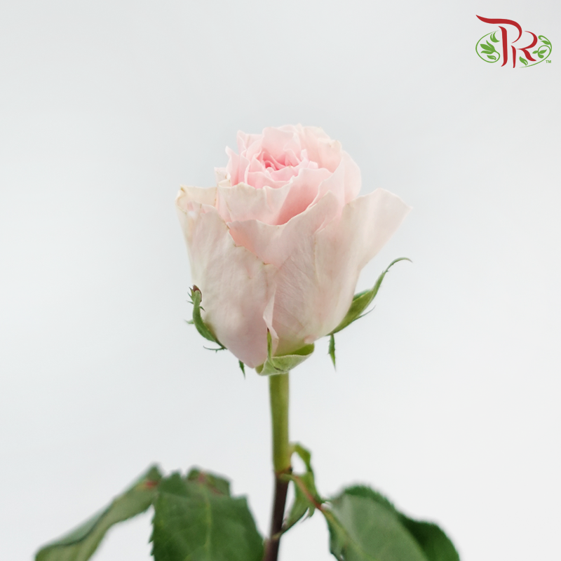 Rose (50CM)