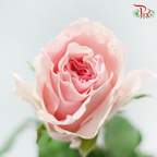 Rose (50CM)