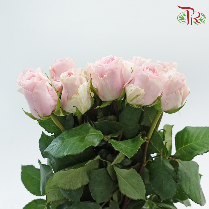 Rose (50CM)