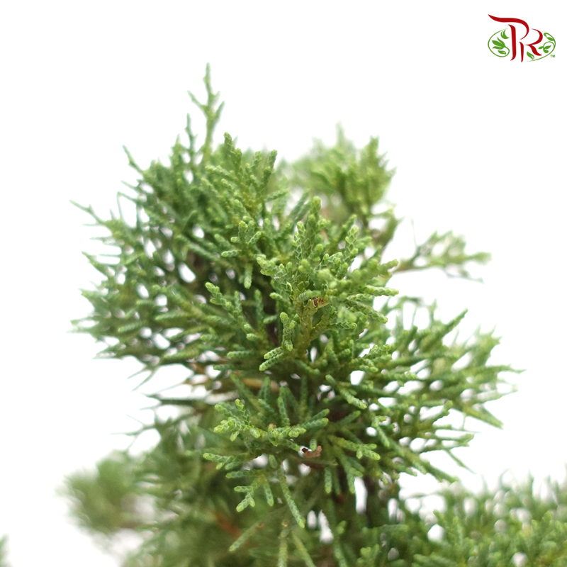 Kishu Juniperus   《日本济州真柏》 - Pudu Ria Florist