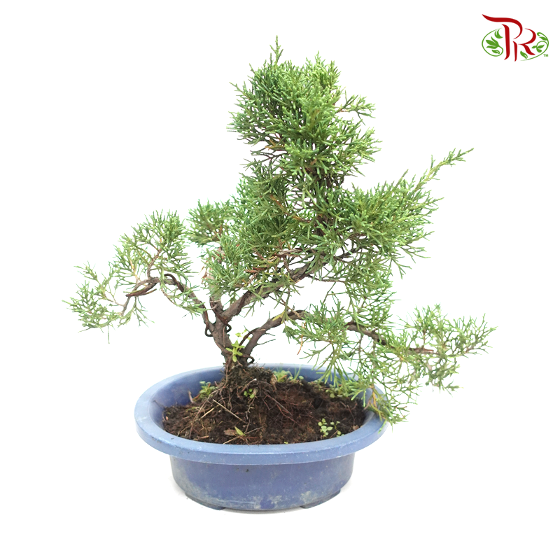 Kishu Juniperus   《日本济州真柏》 - Pudu Ria Florist