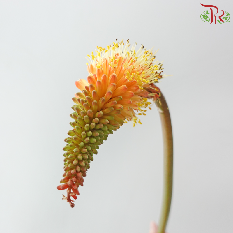Kniphofia