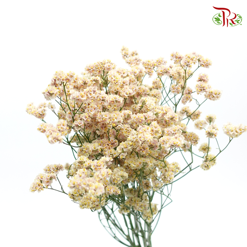 Limonium -Light Brown (5 Stems) - Pudu Ria Florist