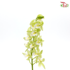 Mini Cymbidium - Green With White Lips (Per Stem) - Pudu Ria Florist