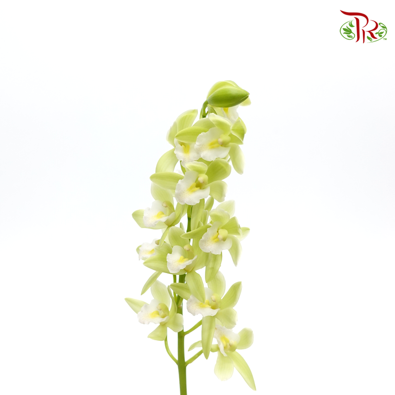 Mini Cymbidium - Green With White Lips (Per Stem) - Pudu Ria Florist