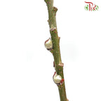 Pussy Willow Lion Head (TWN)  - 5FT/6FT