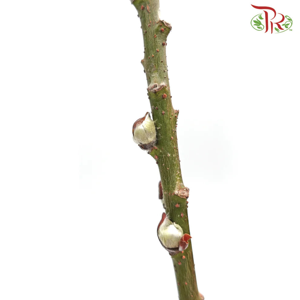 Pussy Willow Lion Head (TWN)  - 5FT/6FT