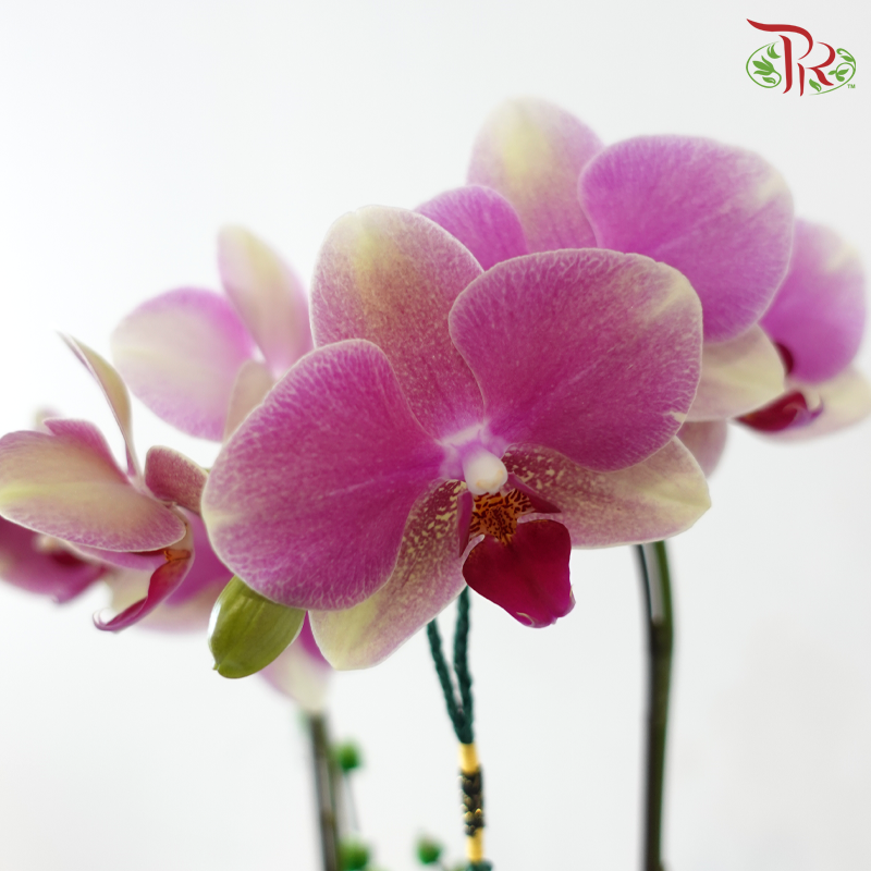 【RAYA 2026】Langit Raya