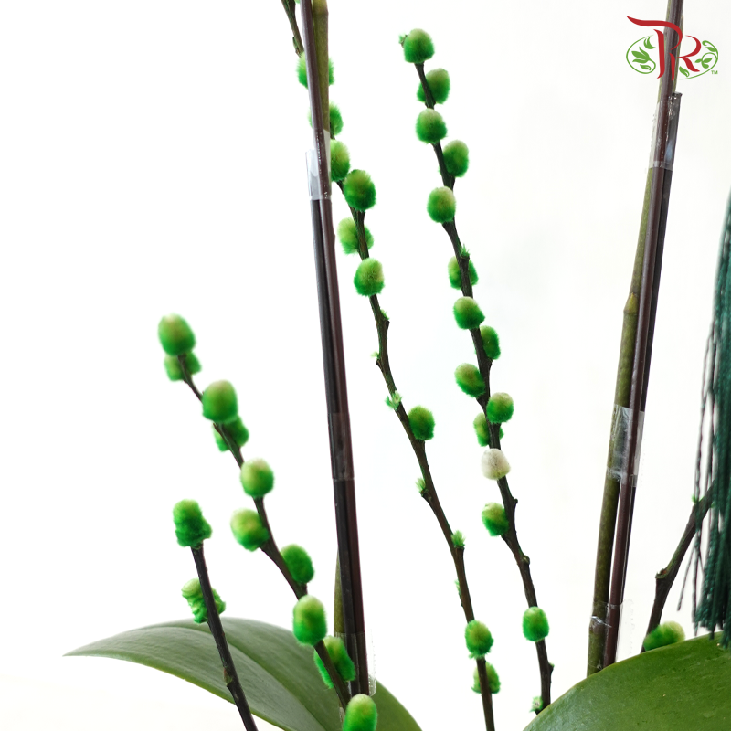 【RAYA 2026】Langit Raya