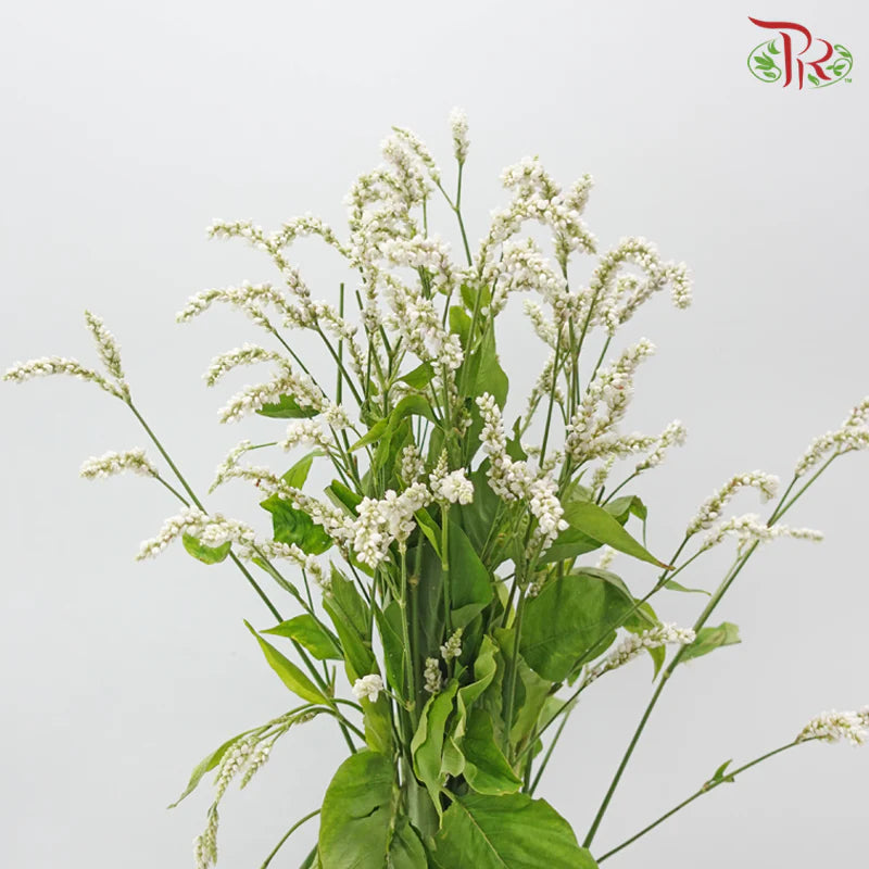 Polygonum 《蓼》