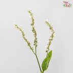 Polygonum 《蓼》