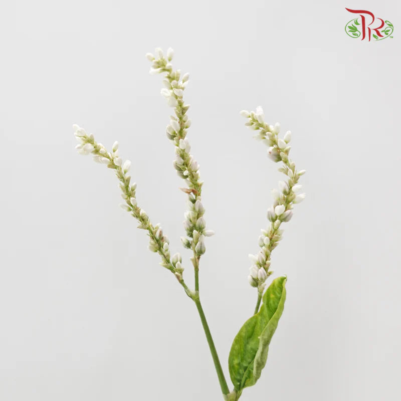 Polygonum 《蓼》
