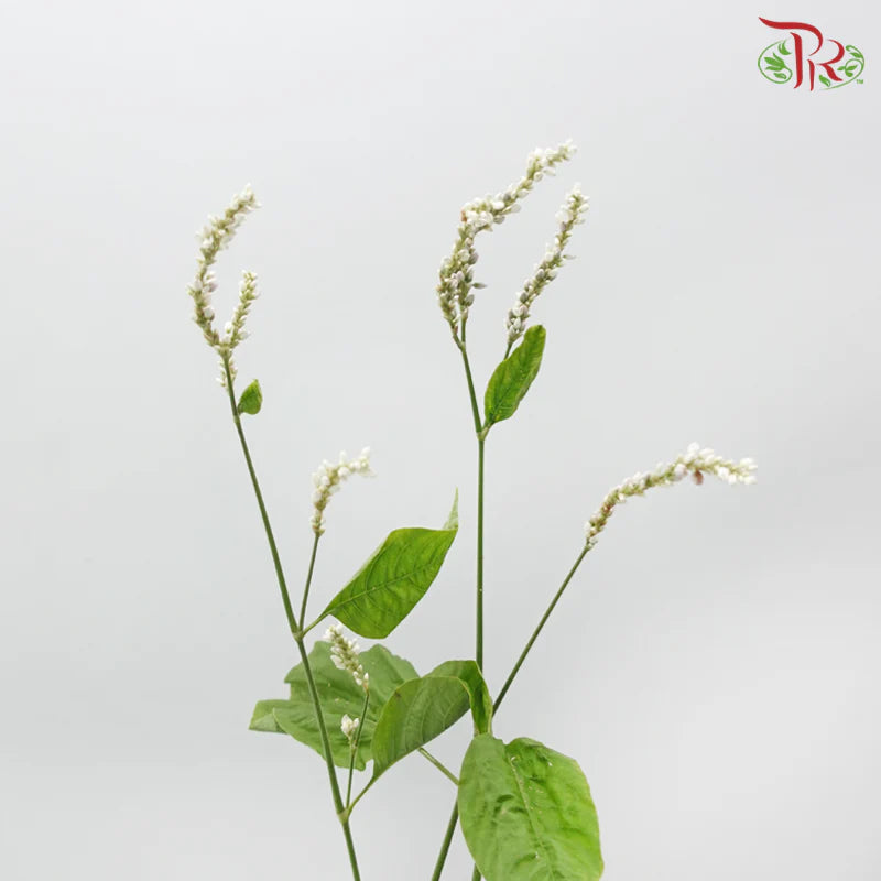 Polygonum 《蓼》