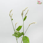 Polygonum 《蓼》