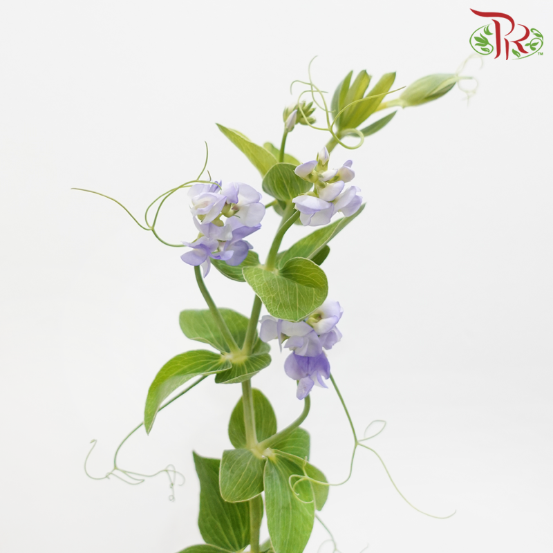 Lathyrus Latifolius