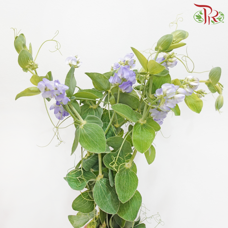Lathyrus Latifolius