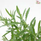 Lavender P150《薰衣草》