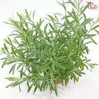 Lavender P150《薰衣草》