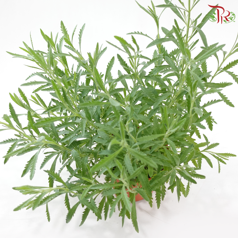 Lavender P150《薰衣草》