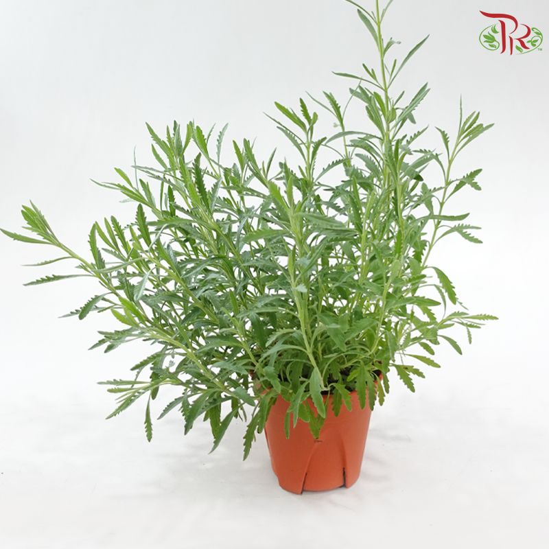 Lavender P150《薰衣草》