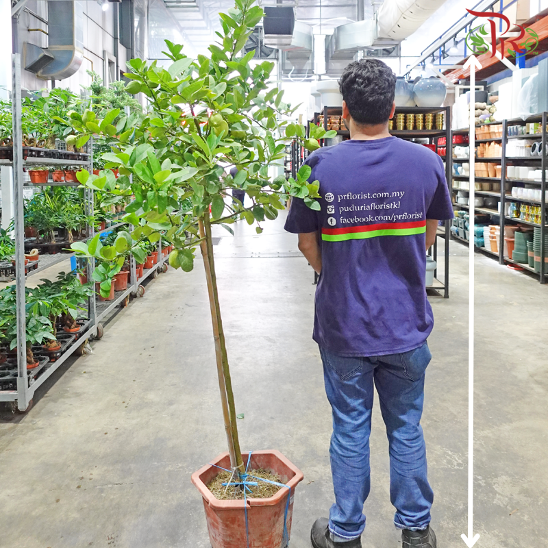 Lemon Tree《柠檬杆》 - Pudu Ria Florist