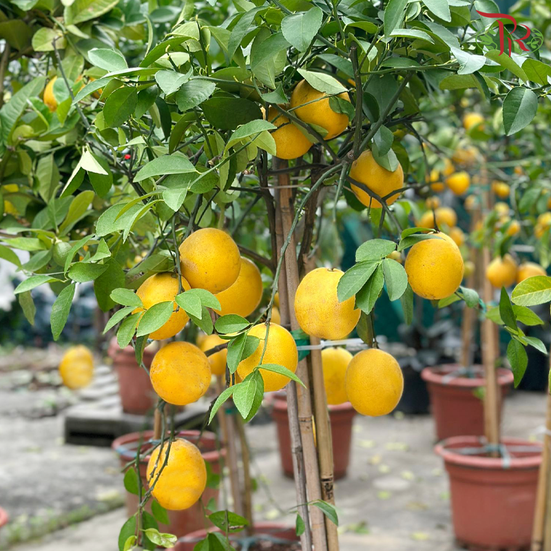 Lemon Tree in Polybag《柠檬树》